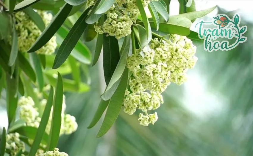Hoa sữa trắng nở thành chùm vào mùa thu