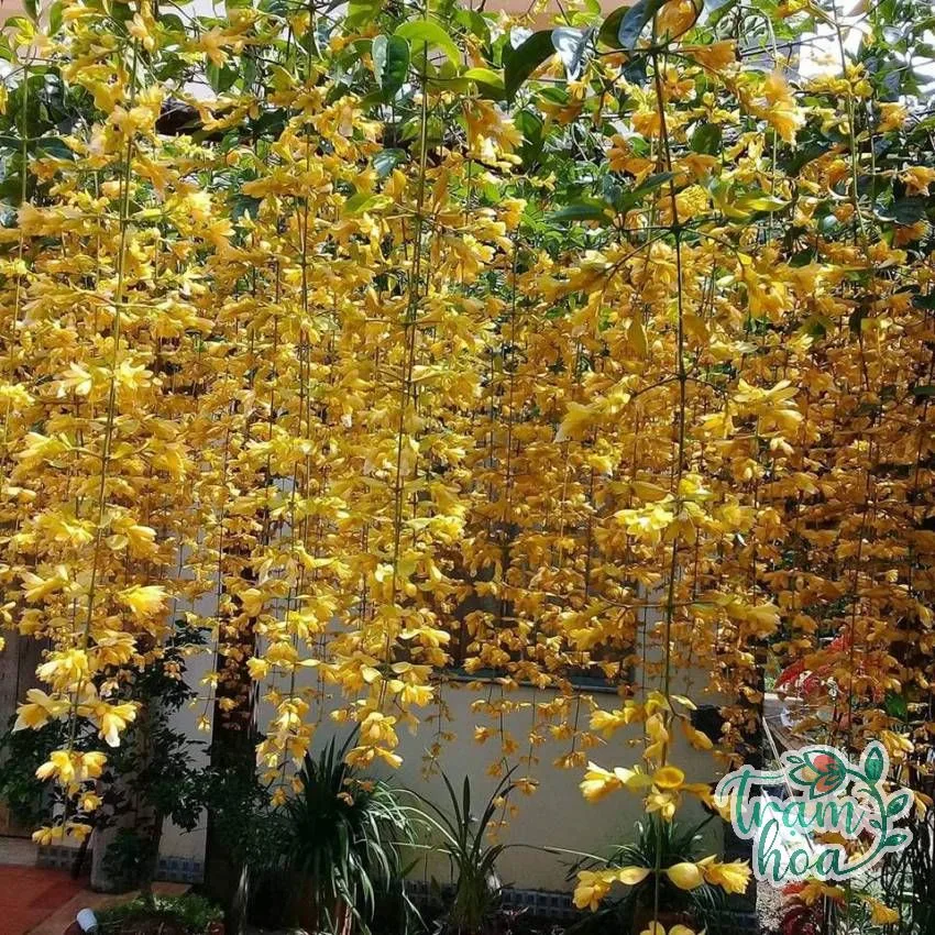 lan hoang duong 1 Cây lan hoàng dương tượng trưng cho niềm vui và thịnh vượng