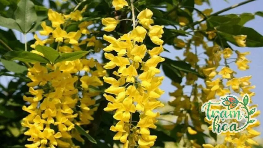 lan hoang duong 12 Lan hoàng dương không phải phong lan mà là cây dây leo