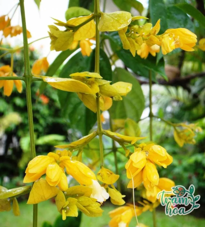 lan hoang duong 42 Lan hoàng dương nở chuỗi hoa vàng buông rủ