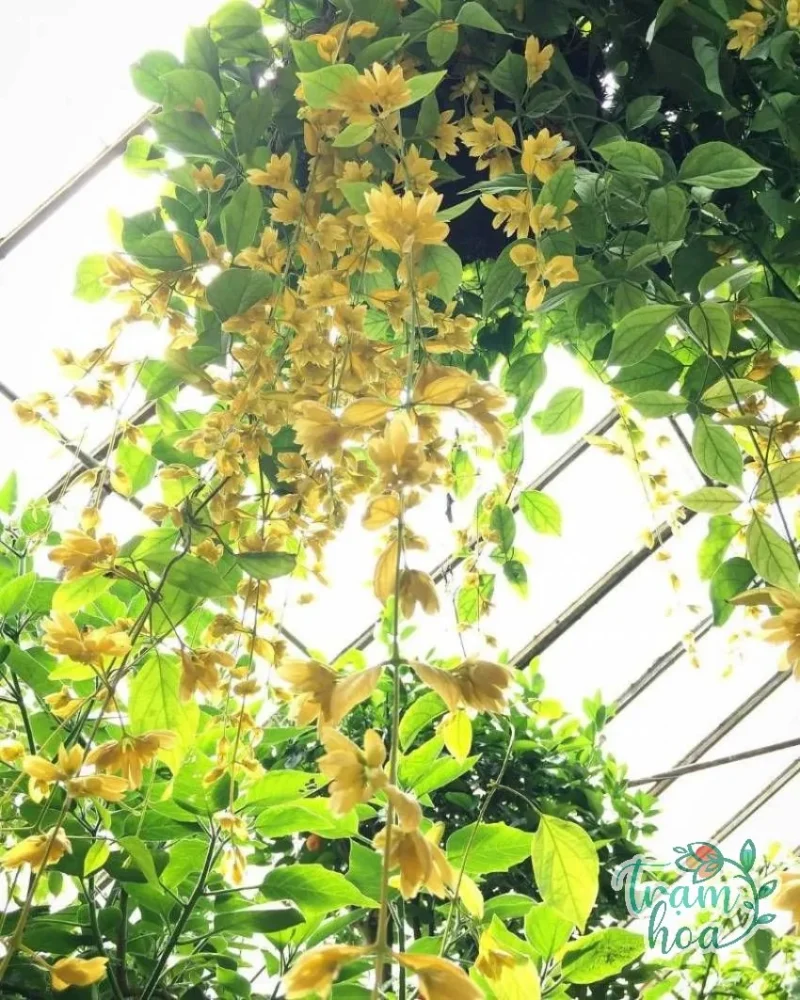 Thường xuyên cắt tỉa lá và cành khô bị bệnh