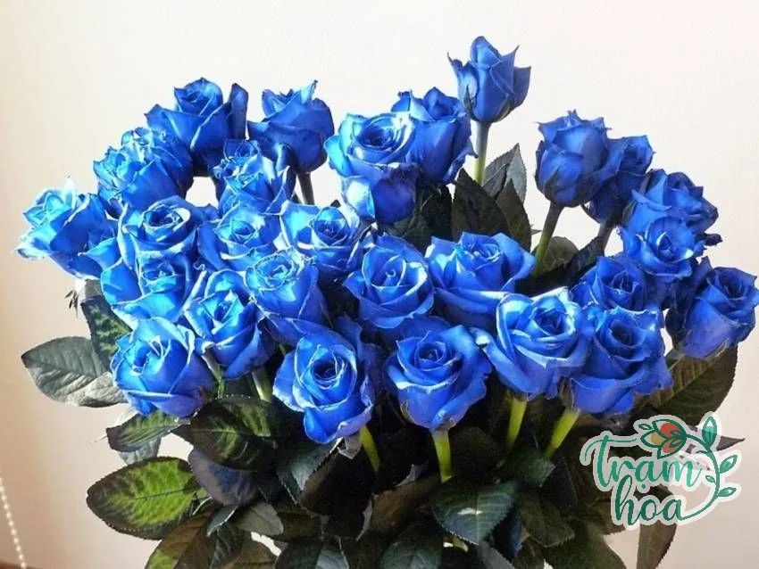 y nghia hoa hong xanh 2