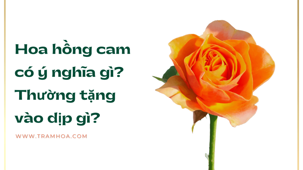 Hoa hồng cam có ý nghĩa gì? Thường tặng vào dịp gì?