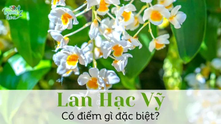 Lan hạc vỹ có điểm gì đặc biệt?
