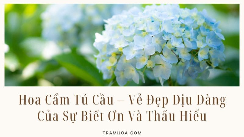 Hoa Cẩm Tú Cầu - Vẻ Đẹp Dịu Dàng Của Sự Biết Ơn Và Thấu Hiểu