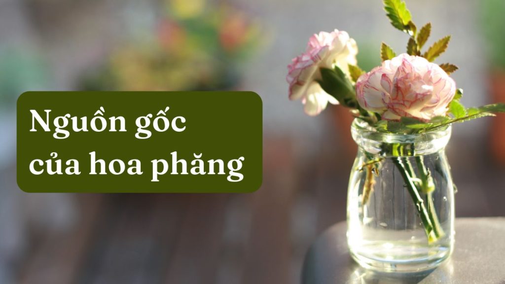 Nguồn gốc của hoa phăng