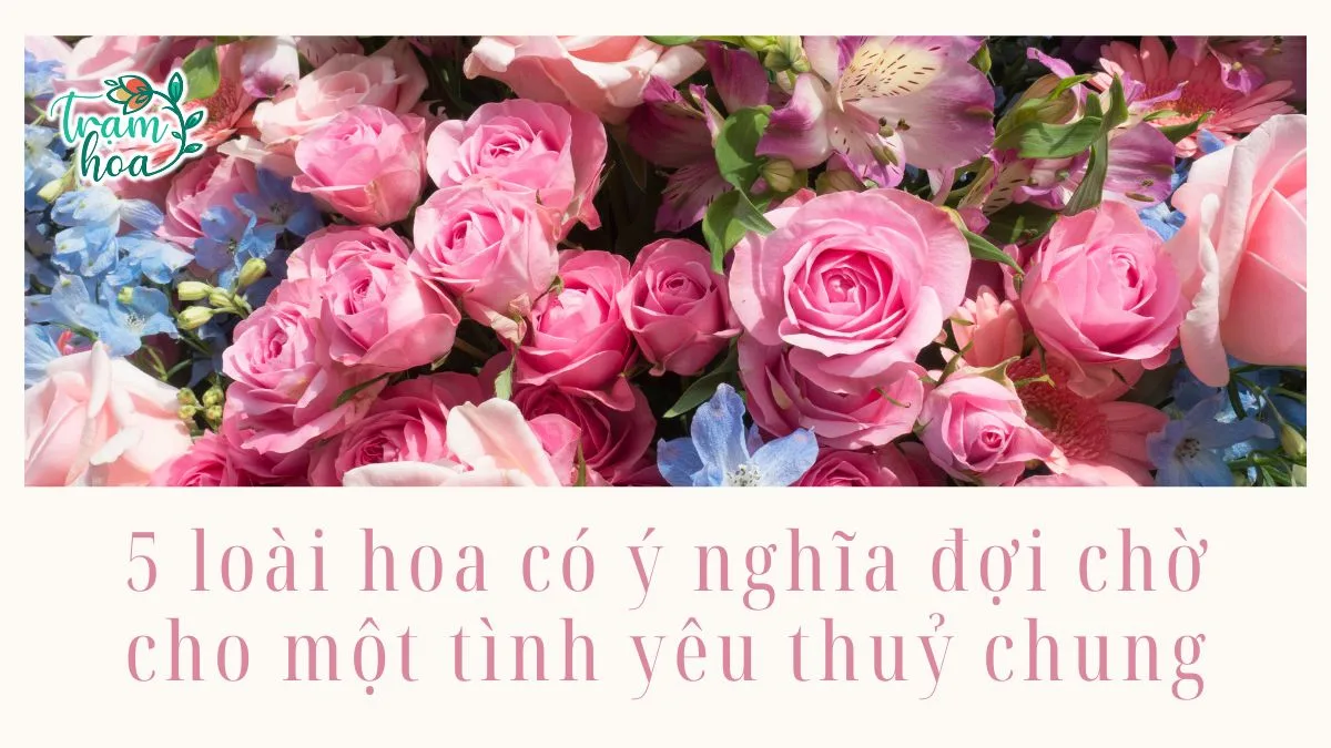 5 loài hoa có ý nghĩa đợi chờ cho một tình yêu thuỷ chung