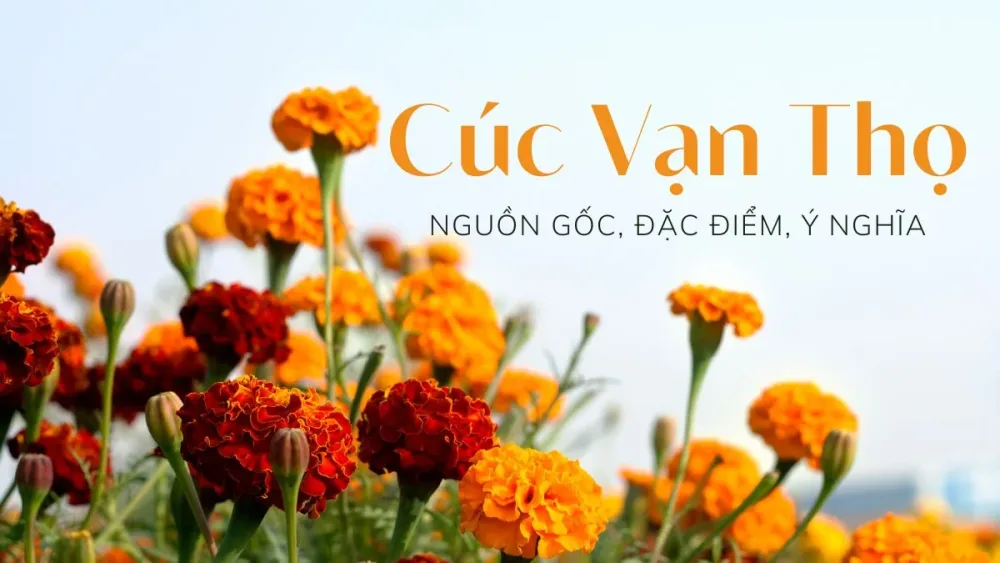 Giải đáp ý nghĩa phong thuỷ của loài hoa cúc vạn thọ