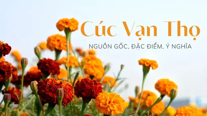 Giải đáp ý nghĩa phong thuỷ của loài hoa cúc vạn thọ