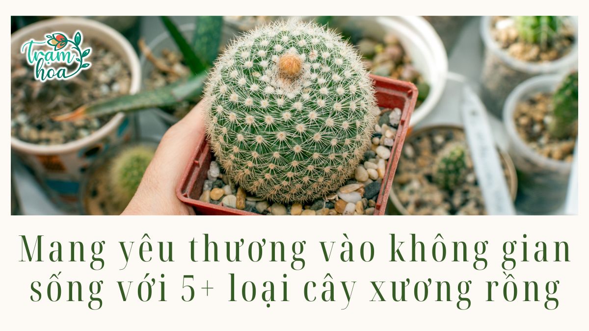 Mang yêu thương vào không gian sống với 5 loại cây xương rồng độc đáo