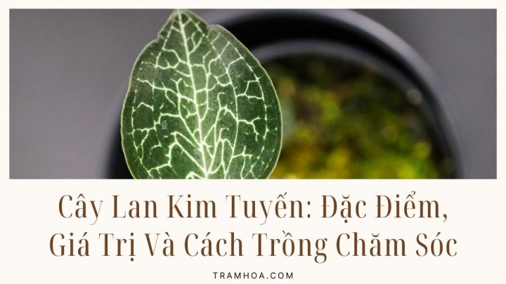 Cay Lan Kim Tuyen Dac Diem Gia Tri Va Cach Trong Cham Soc