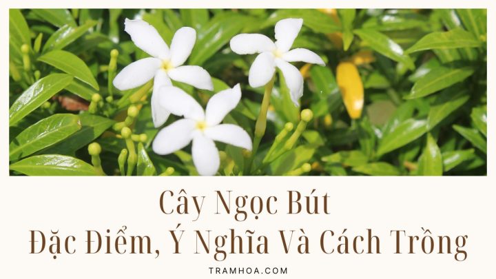 Cây Ngọc Bút - Đặc Điểm, Ý Nghĩa Và Cách Trồng