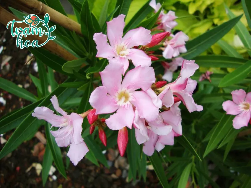 Nerium oleander 2