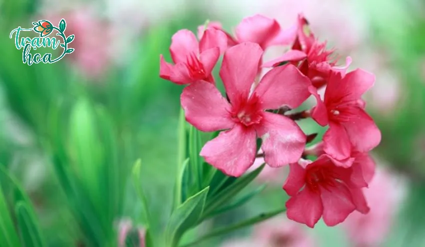 Nerium oleander 21