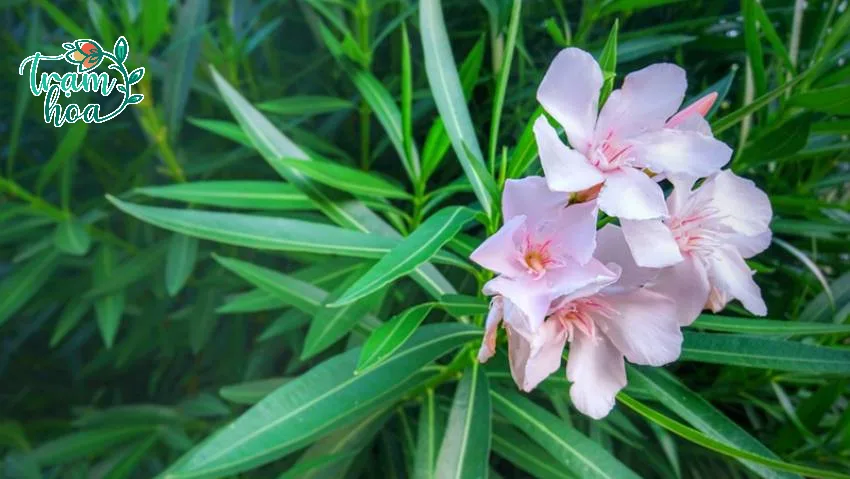 Nerium oleander 22