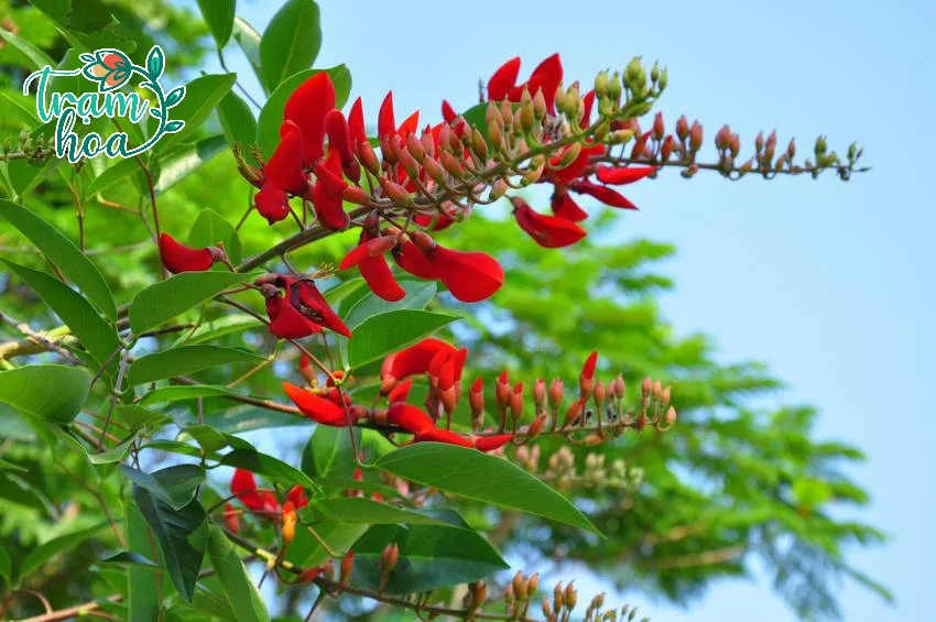 cay osaka 7 Cách trồng cây Osaka