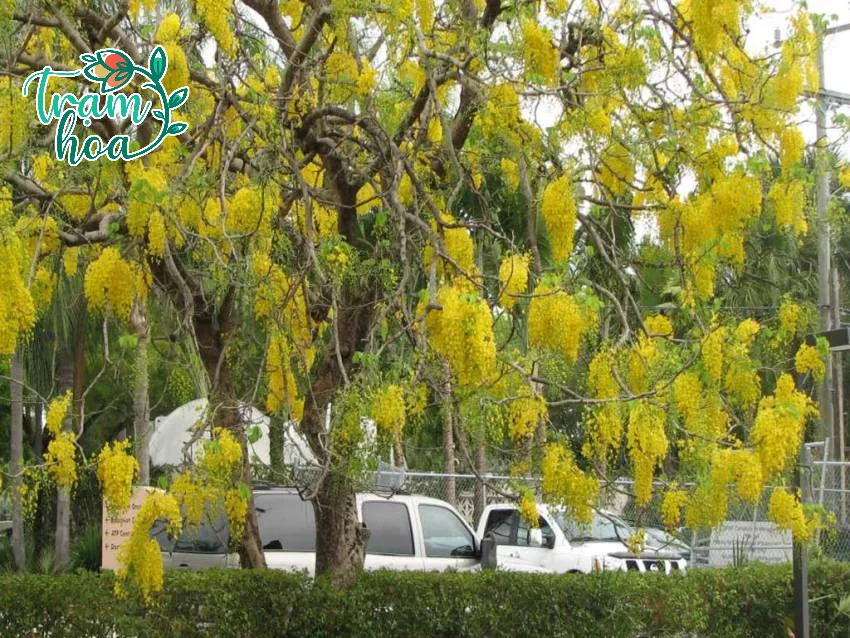 cay osaka vang ung dung cay osaka vang ung dung