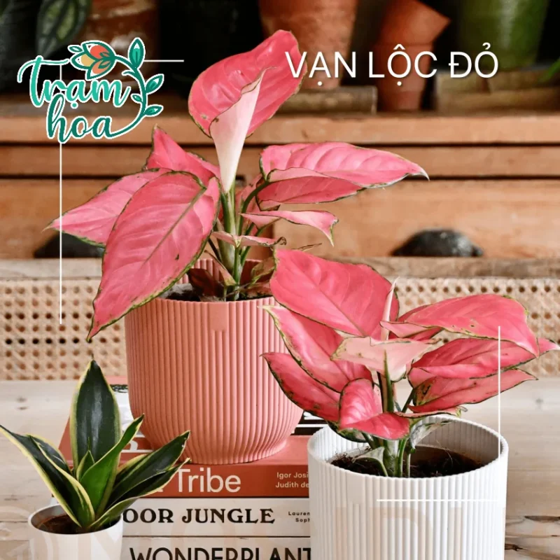 van loc