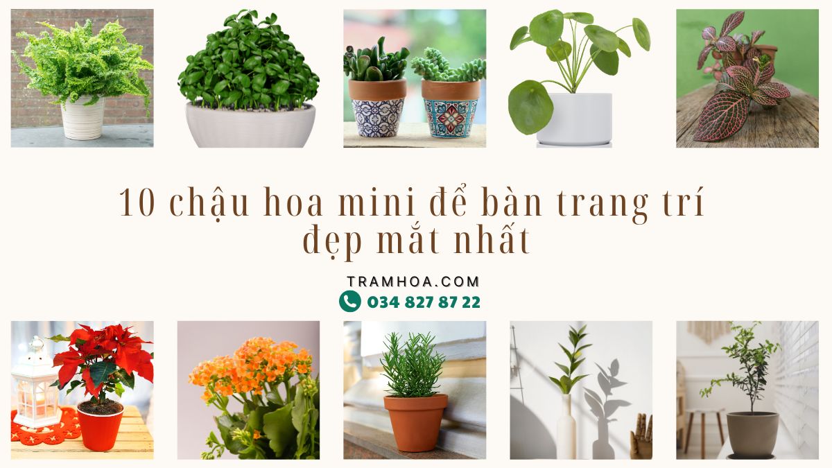 10+ chậu hoa mini để bàn trang trí đẹp mắt nhất