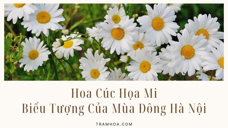 Hoa Cúc Họa Mi - Biểu Tượng Của Mùa Đông Hà Nội