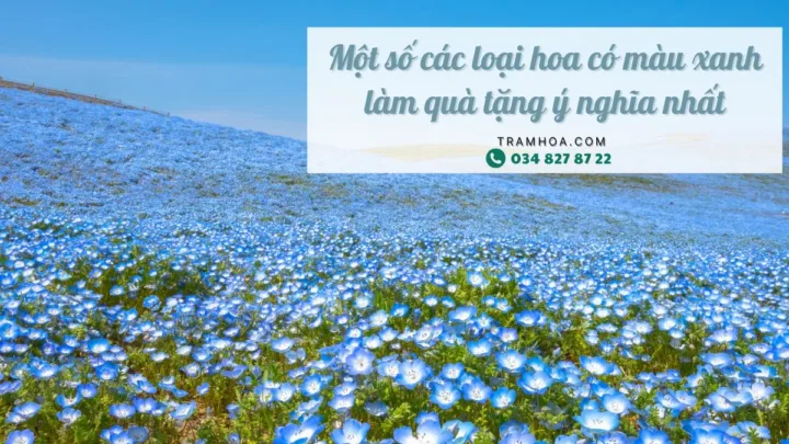 Một số các loại hoa có màu xanh làm quà tặng ý nghĩa nhất