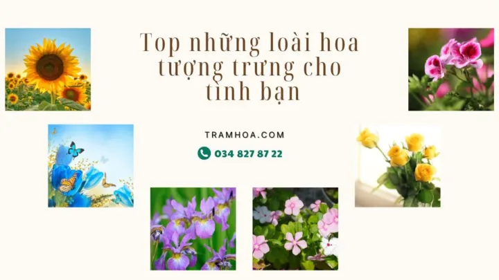 Top những loài hoa tượng trưng cho tình bạn