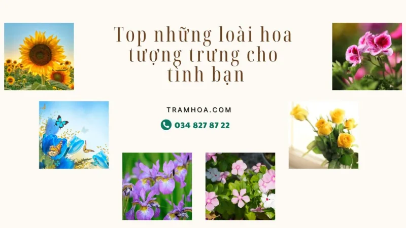 Top những loài hoa tượng trưng cho tình bạn