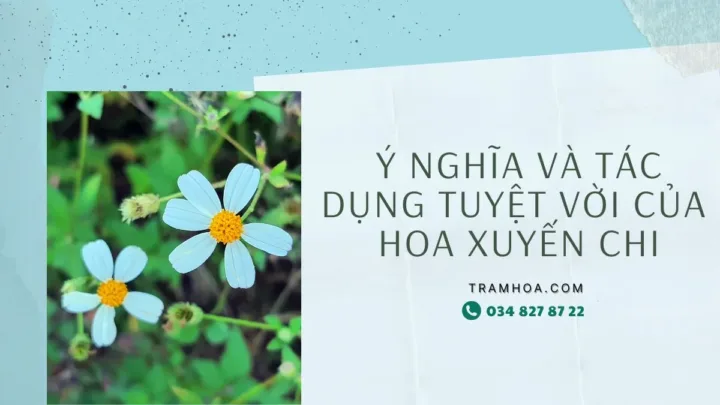 Ý Nghĩa & Tác Dụng Tuyệt Vời Của Hoa Xuyến Chi