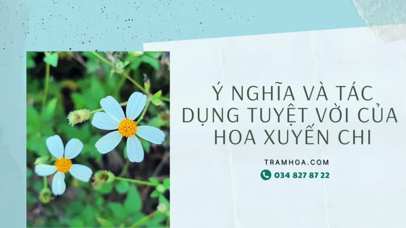 Ý Nghĩa & Tác Dụng Tuyệt Vời Của Hoa Xuyến Chi