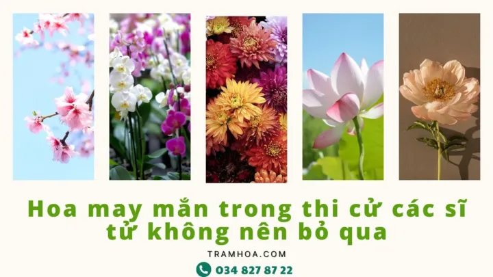 Hoa may mắn trong thi cử các sĩ tử không nên bỏ qua