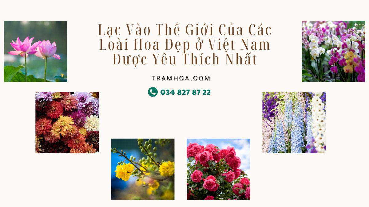 Lạc Vào Thế Giới Của Các Loài Hoa Đẹp ở Việt Nam Được Yêu Thích Nhất