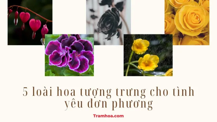 5 loài hoa tượng trưng cho tình yêu đơn phương
