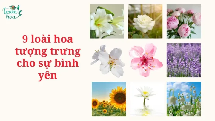 9 loài hoa tượng trưng cho sự bình yên