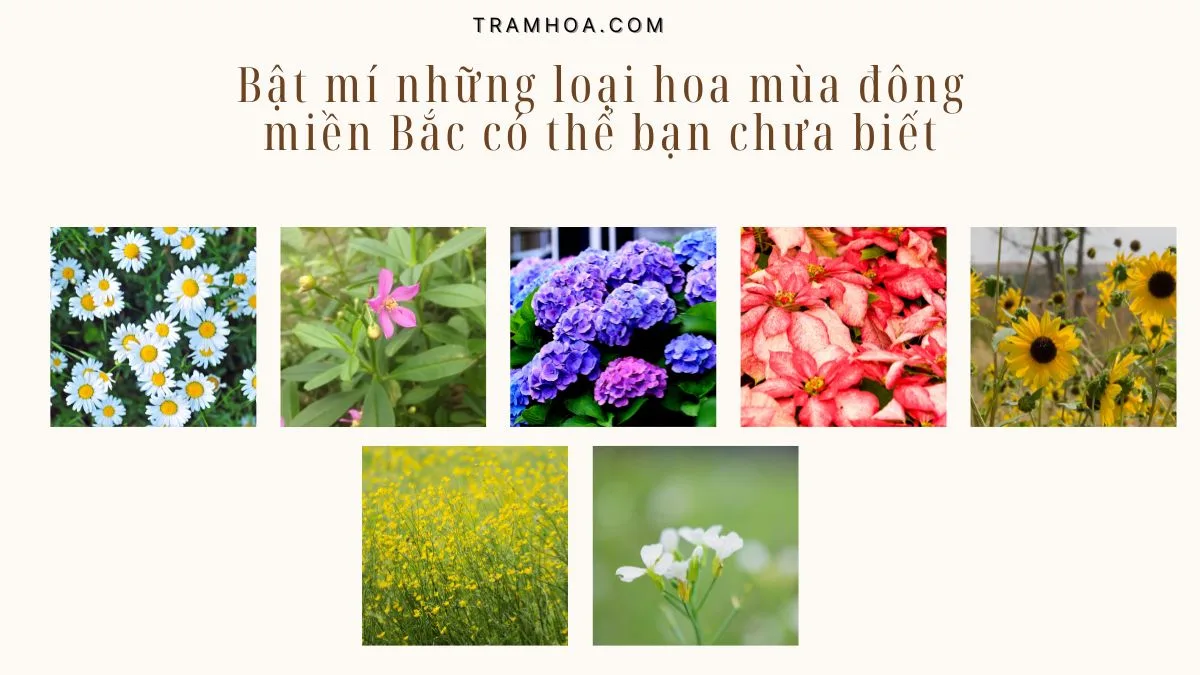 Bật mí những loại hoa mùa đông miền Bắc có thể bạn chưa biết