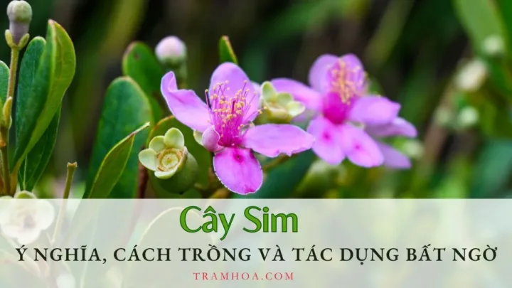 Ý nghĩa, cách trồng và tác dụng bất ngờ của cây sim