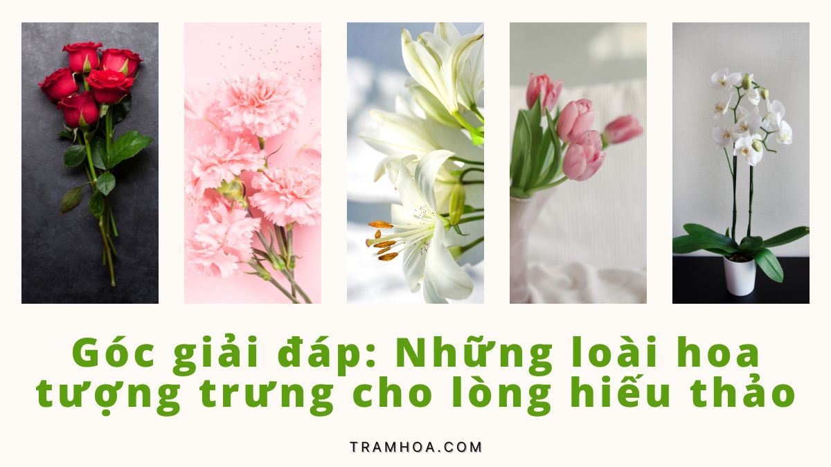 Góc giải đáp Những loài hoa tượng trưng cho lòng hiếu thảo