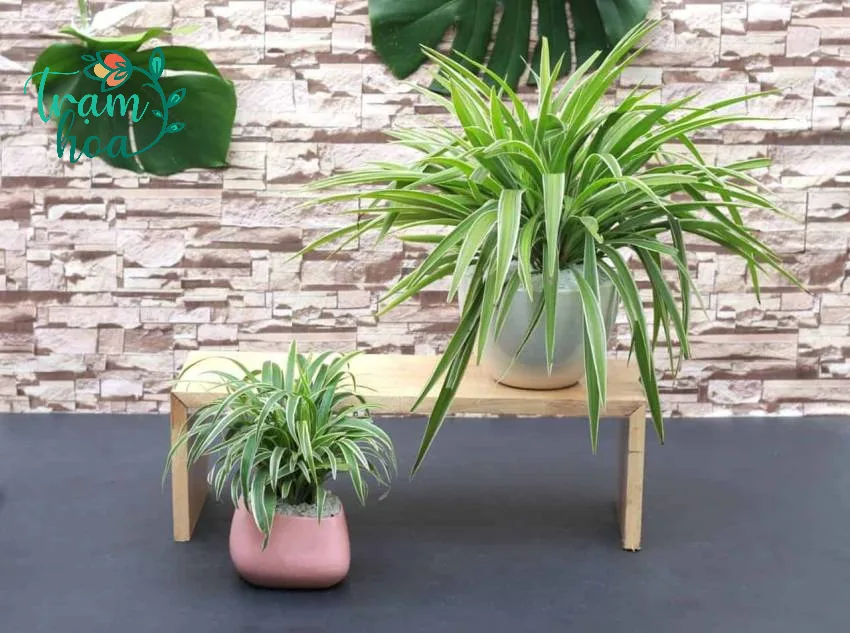 Cây cỏ lan chi có tác dụng gì ?