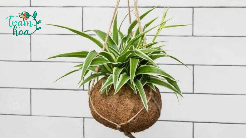 Lan chi giúp mang lại tài lộc, may mắn cho gia chủ