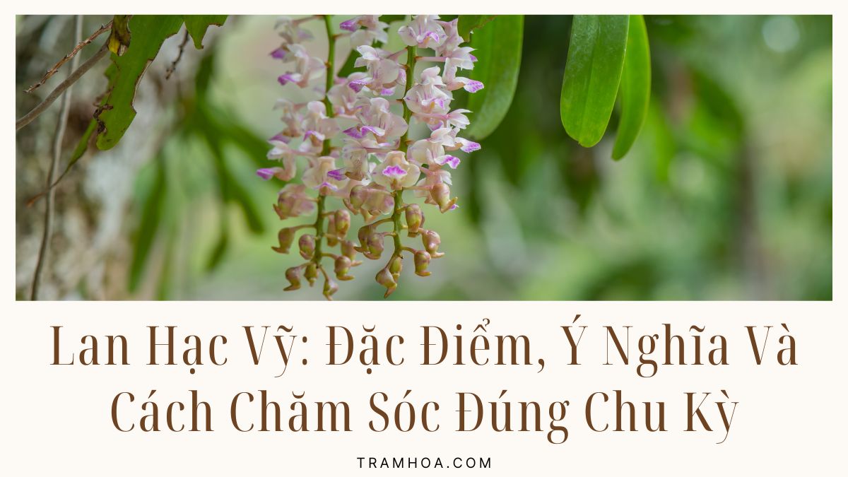 Lan Hạc Vỹ: Đặc Điểm, Ý Nghĩa Và Cách Chăm Sóc Đúng Chu Kỳ