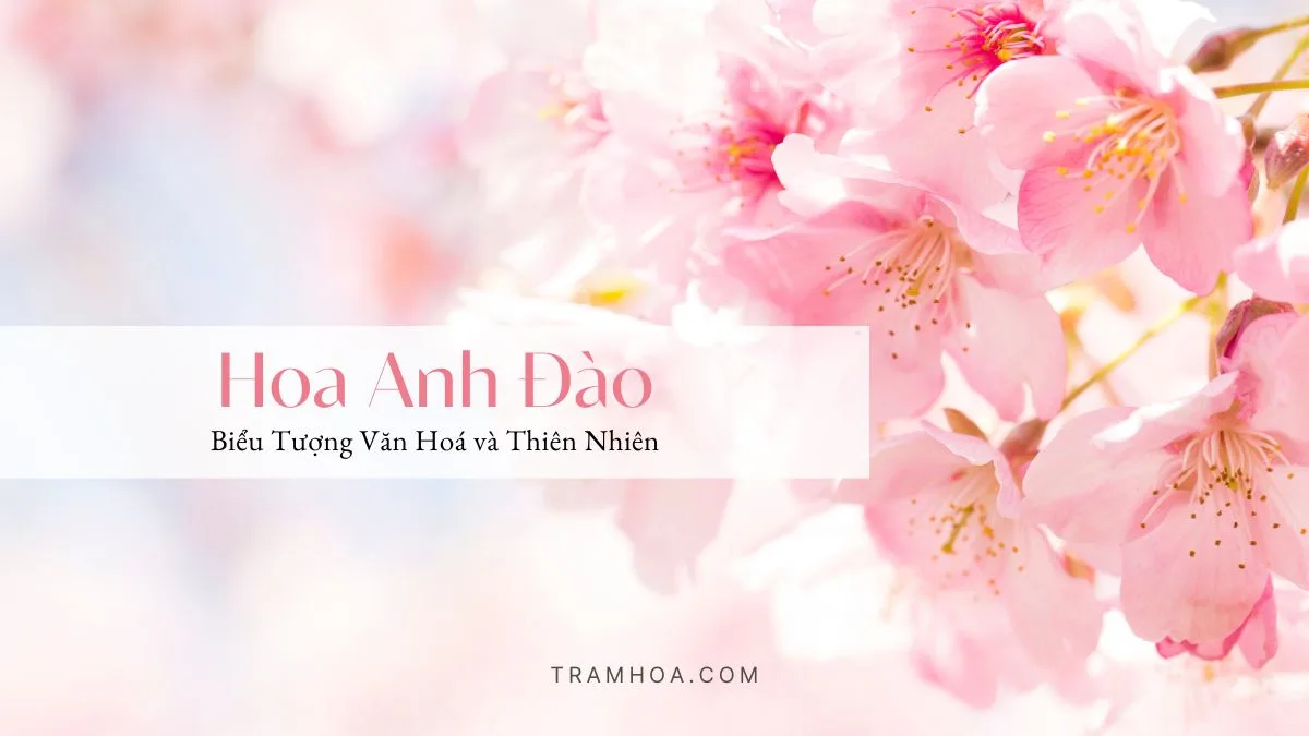 Hoa Anh Đào – Biểu Tượng Văn Hoá và Thiên Nhiên