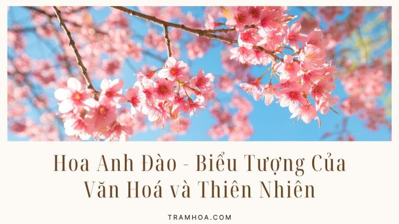 Hoa Anh Đào - Biểu Tượng Văn Hoá và Thiên Nhiên