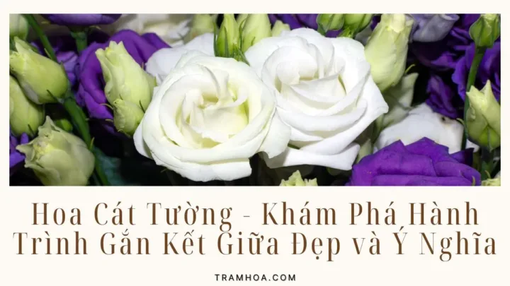Hoa Cát Tường - Khám Phá Hành Trình Gắn Kết Giữa Đẹp và Ý Nghĩa