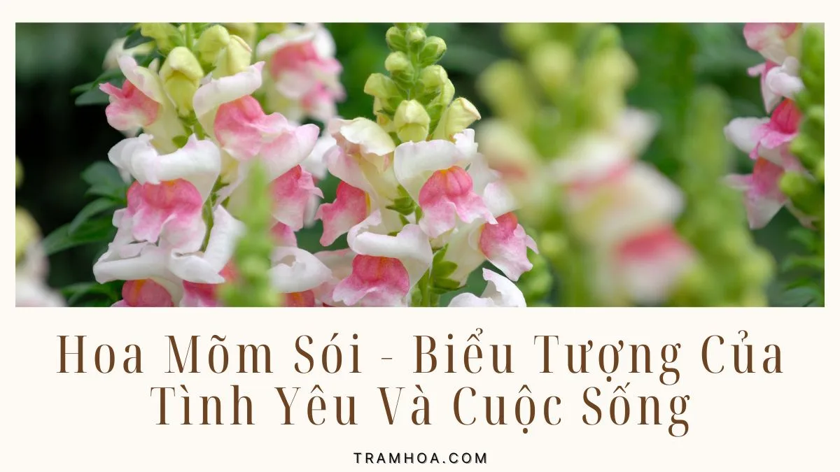 Hoa Mõm Sói - Biểu Tượng Của Tình Yêu Và Cuộc Sống