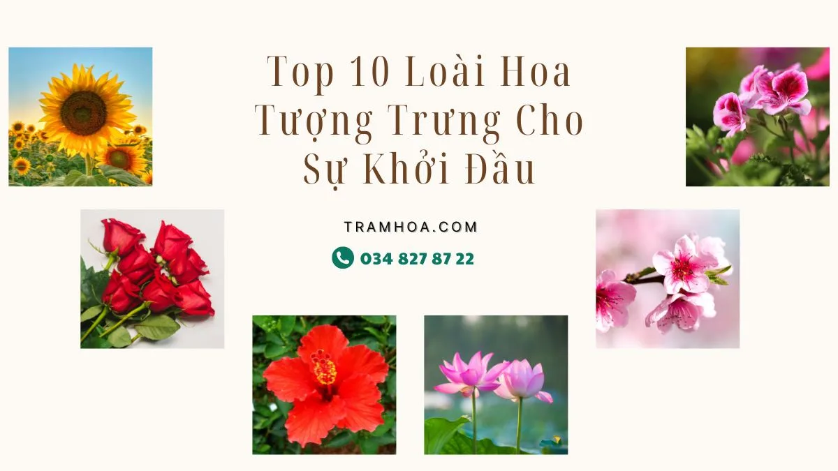 Top 10 Loài Hoa Tượng Trưng Cho Sự Khởi Đầu