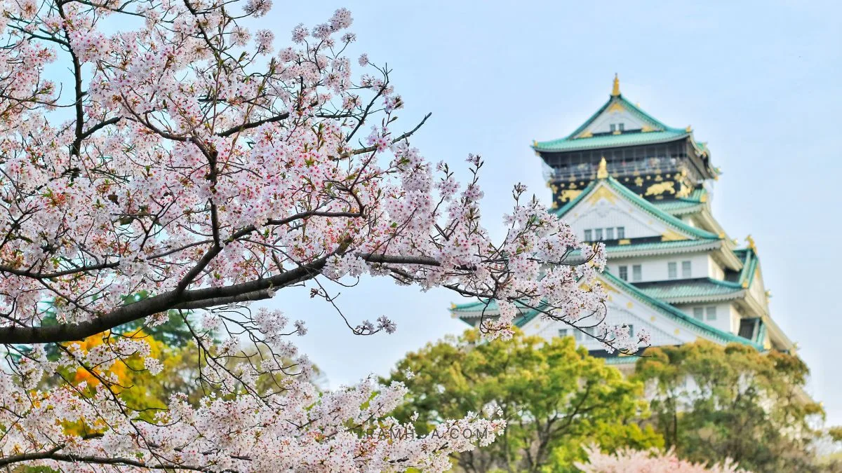 Trong văn hóa Nhật Bản, lễ hội ngắm hoa anh đào (Hanami) diễn ra hàng năm