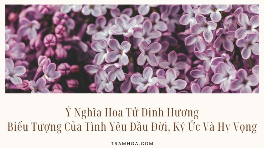 Ý Nghĩa Hoa Tử Đinh Hương: Biểu Tượng Của Tình Yêu Đầu Đời, Ký Ức Và Hy Vọng
