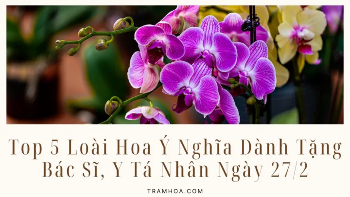 Top 5 Loài Hoa Ý Nghĩa Dành Tặng Bác Sĩ, Y Tá Nhân Ngày 27/2