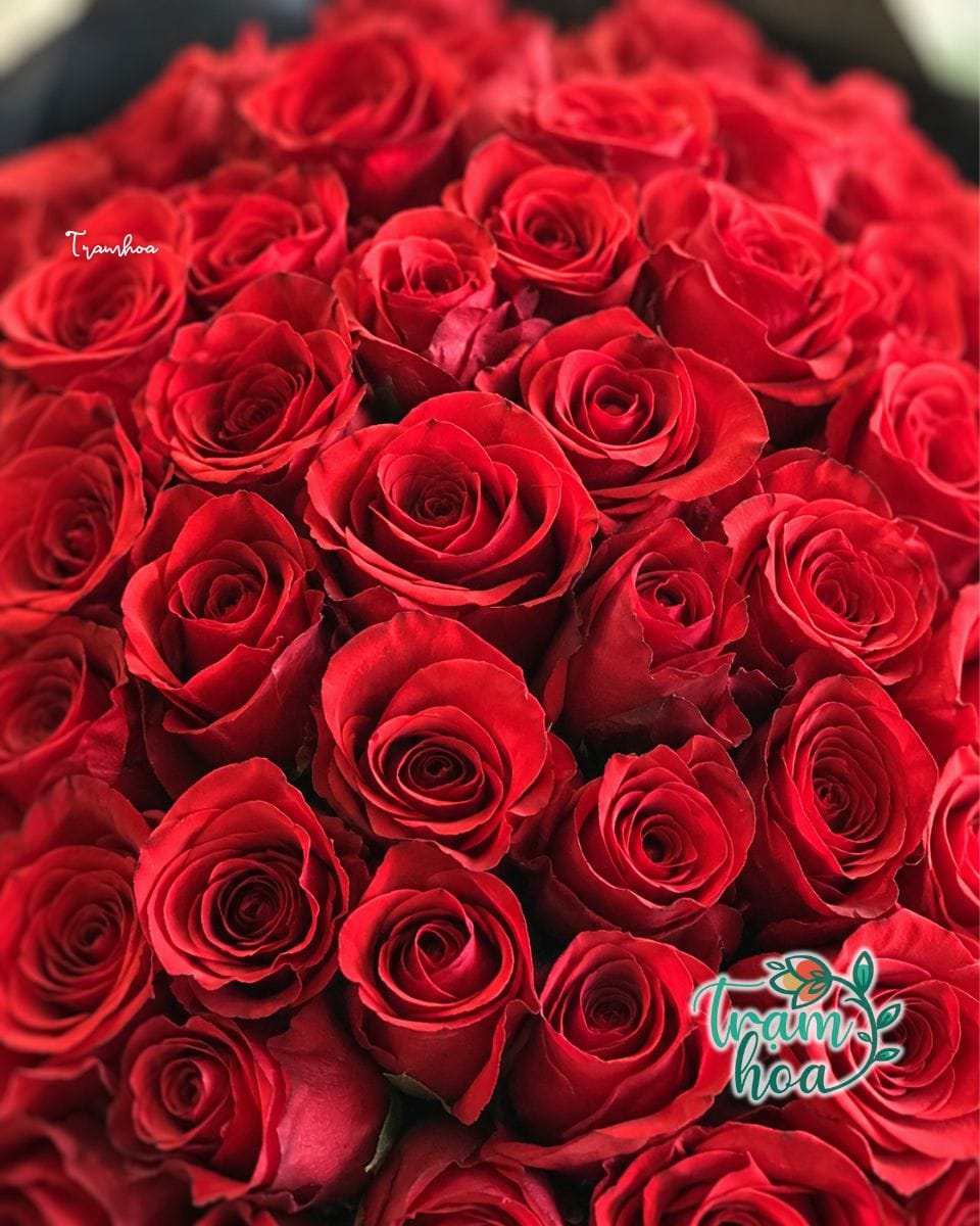 100 Bông Hồng Đỏ - Ảnh 2
