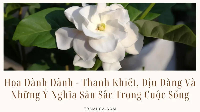Hoa Dành Dành - Thanh Khiết, Dịu Dàng Và Những Ý Nghĩa Sâu Sắc Trong Cuộc Sống