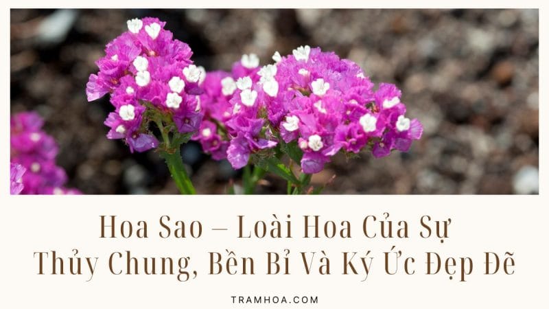 Hoa Sao – Loài Hoa Của Sự Thủy Chung, Bền Bỉ Và Ký Ức Đẹp Đẽ